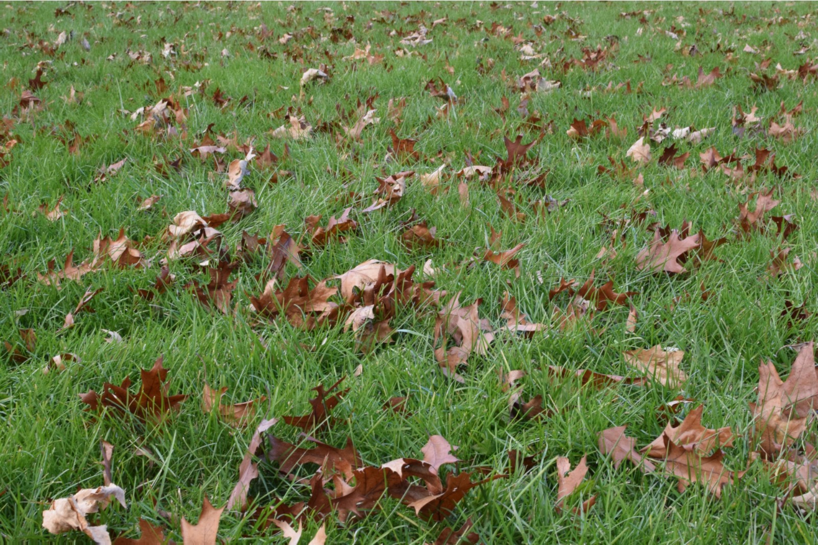 leaves